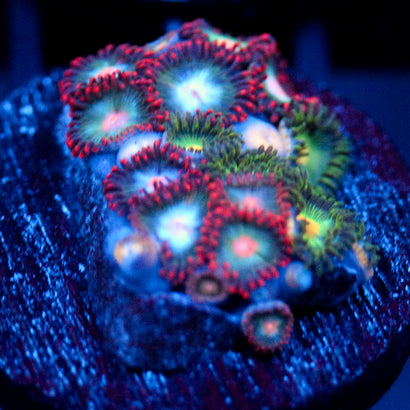 JC Nova Zoanthid Mix