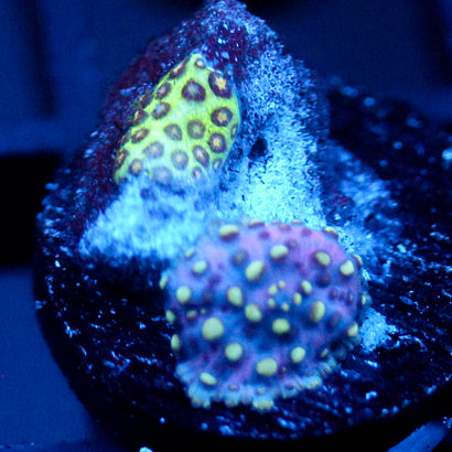 JC Lava Lamp Discosoma with Pocillipora