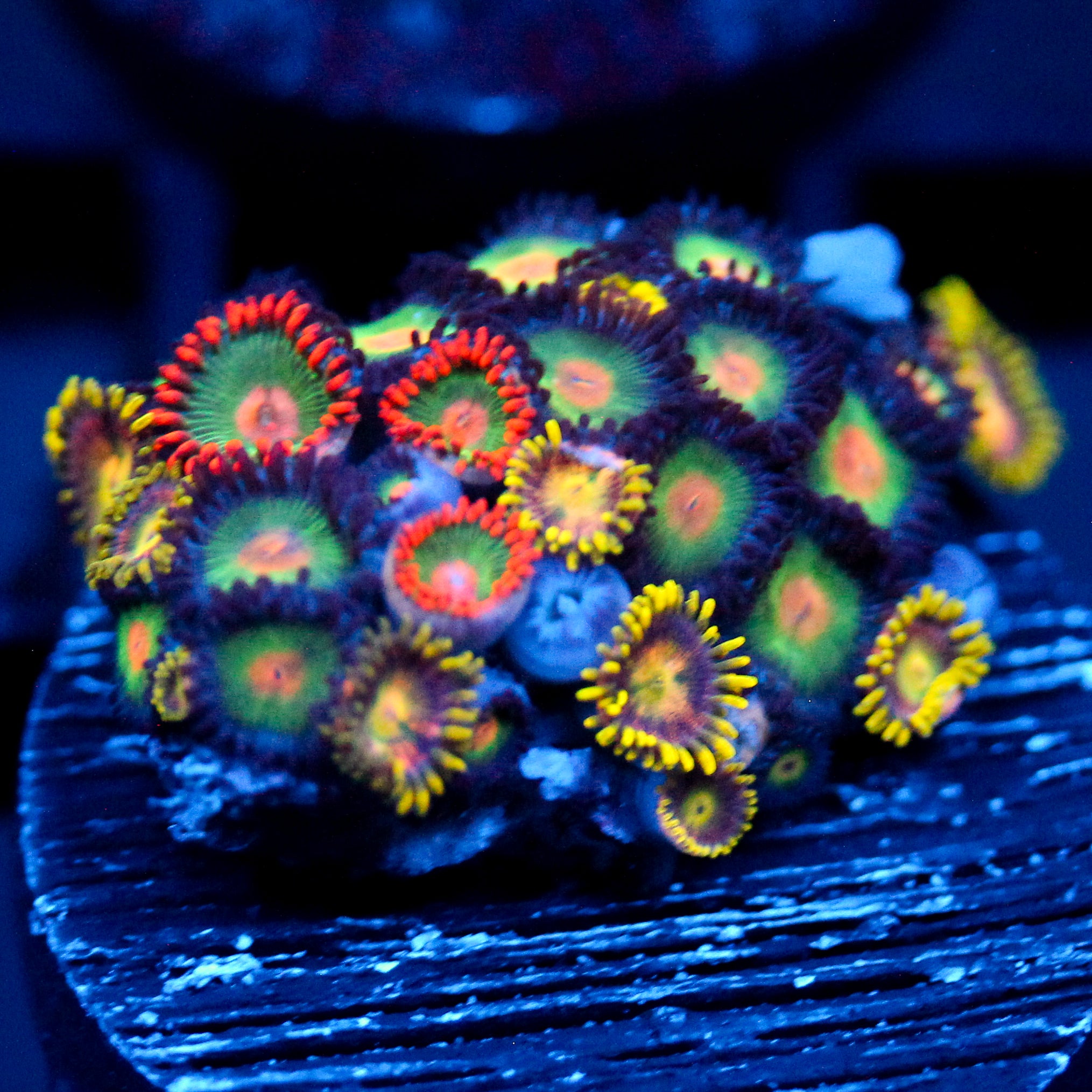 JC Alien Blood Zoanthid Mix