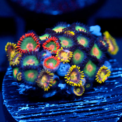 JC Alien Blood Zoanthid Mix