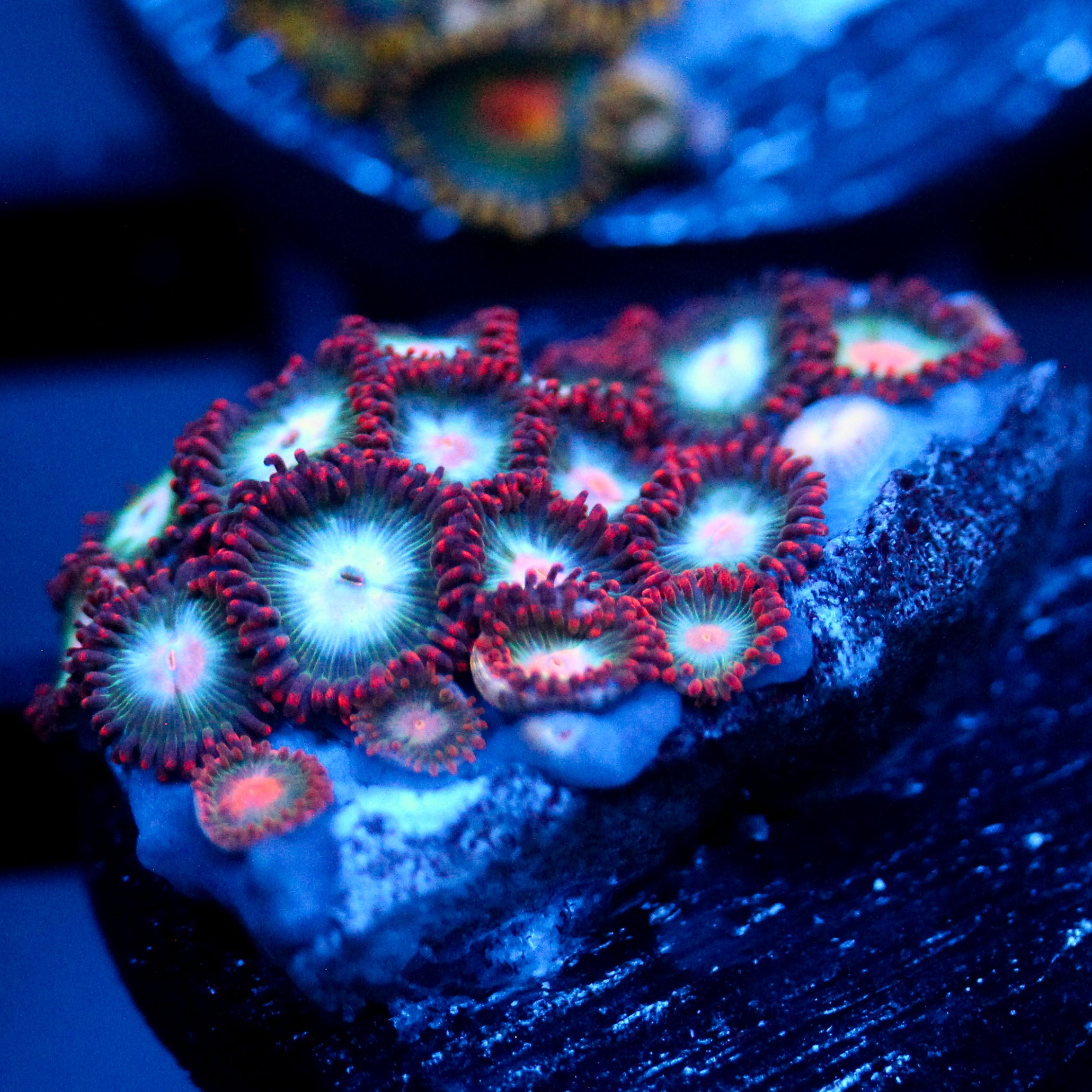 JC Nova Zoanthid