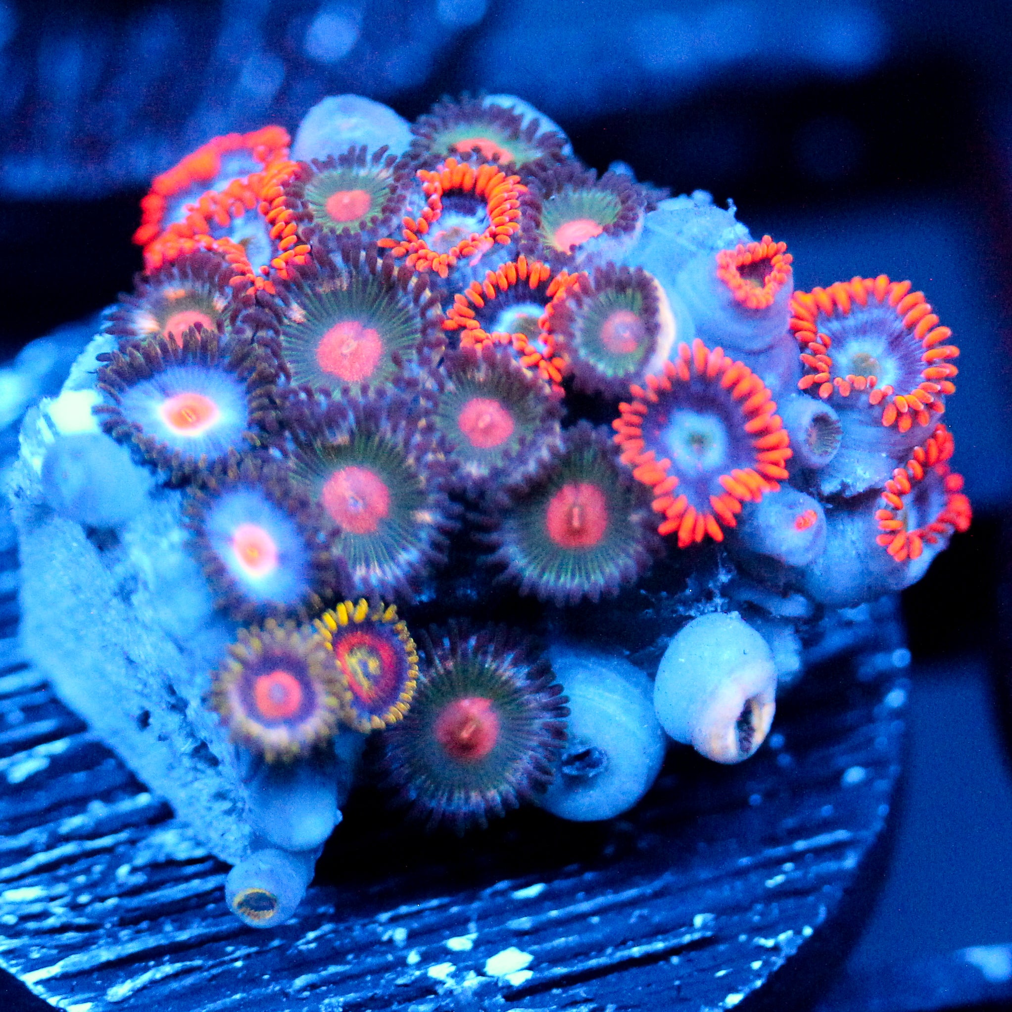 JC Edge of Reality Zoanthid
