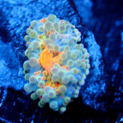 JC Mr. Brightside Zoanthid