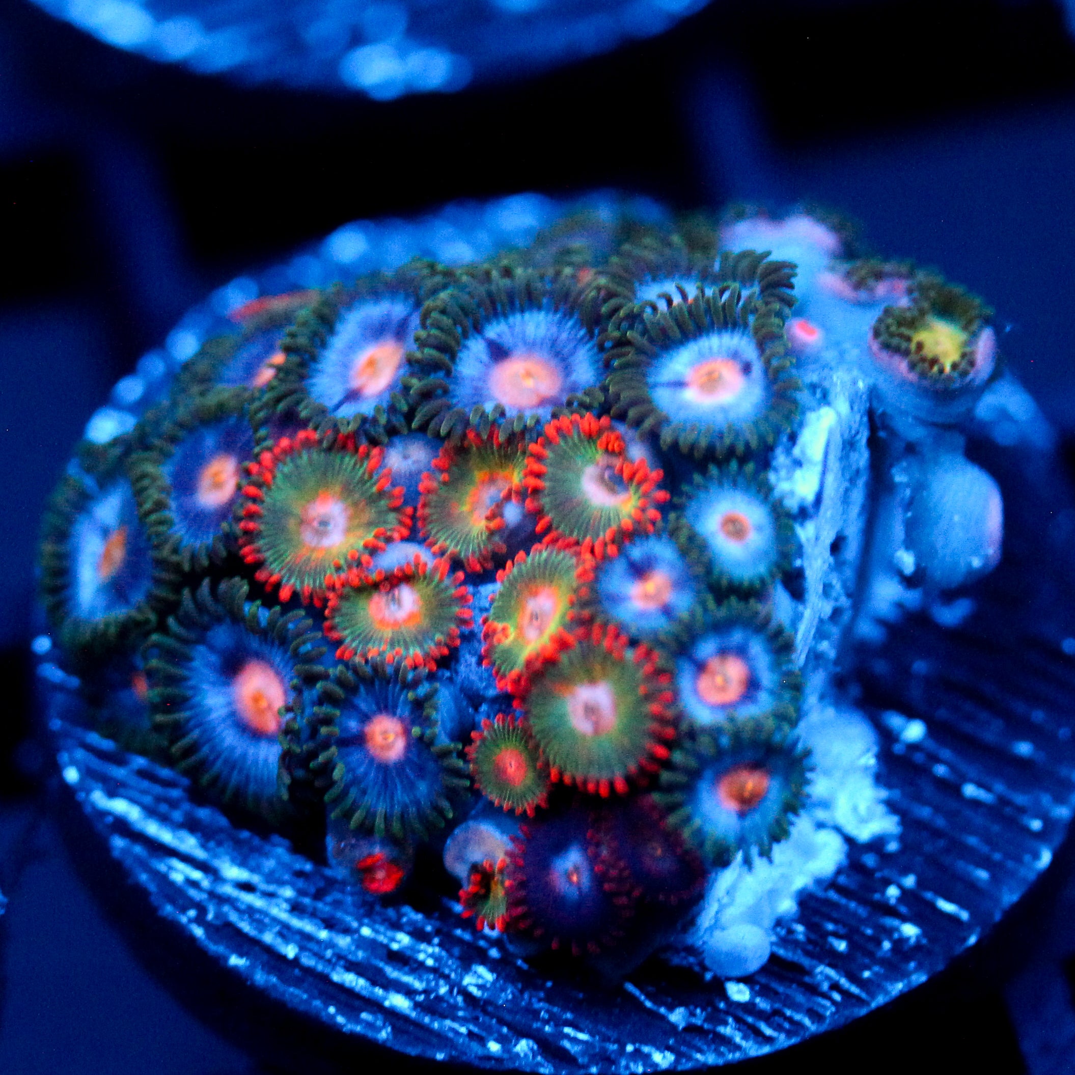 JC Beast Zoanthid Mix