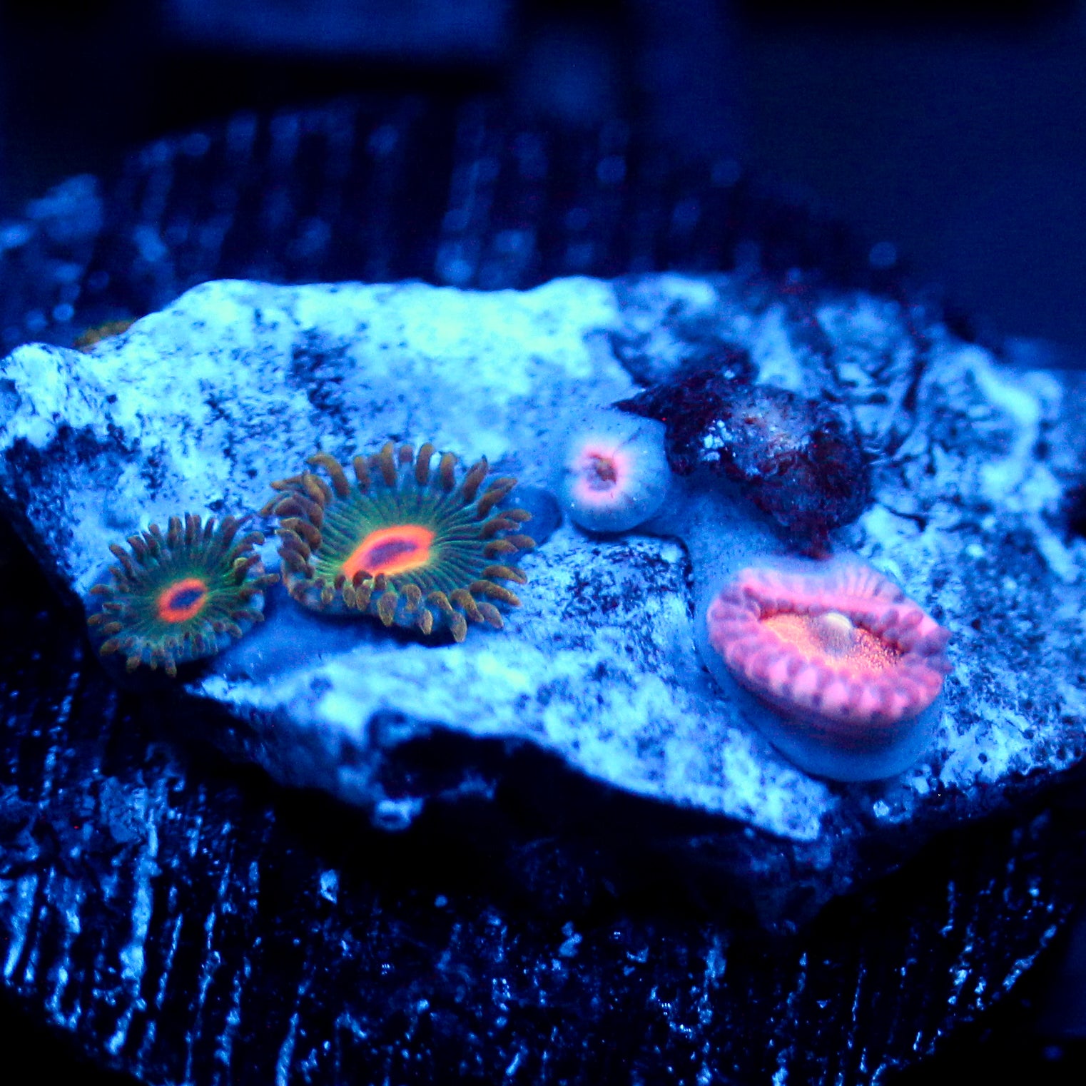 JC Mango Smoothie Zoanthid Mix