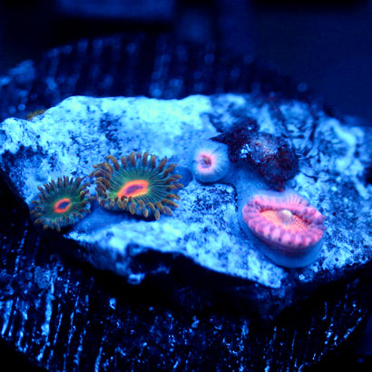 JC Mango Smoothie Zoanthid Mix
