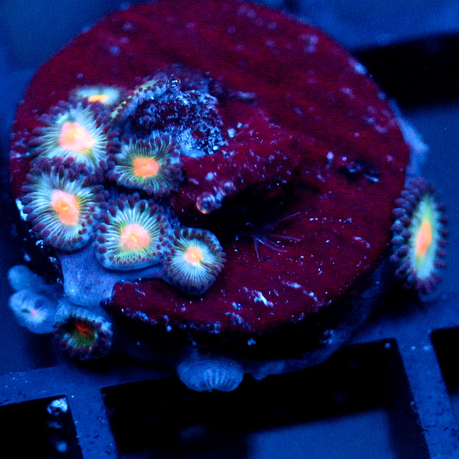 JC Blue Raven Zoanthid