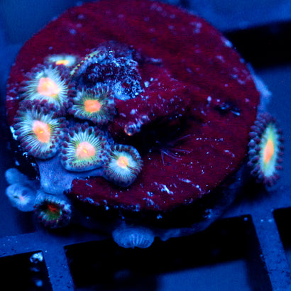 JC Blue Raven Zoanthid