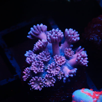 JC Purple Passion Goni
