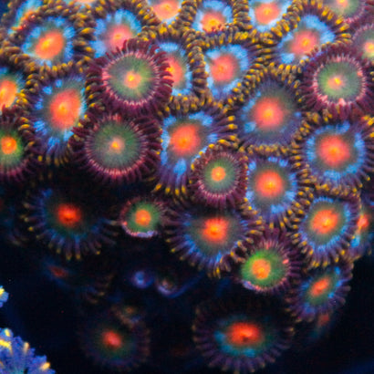 JC Rainbow Zoa