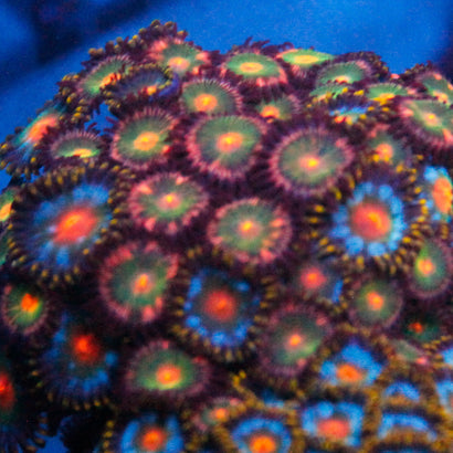 JC Rainbow Zoa
