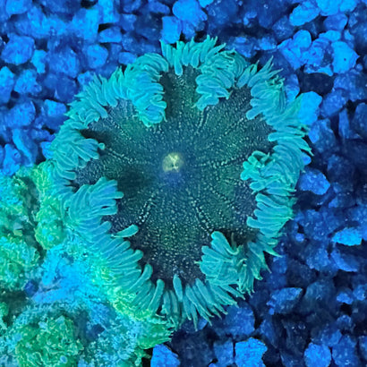 JC Ultra Rock Flower Anemone