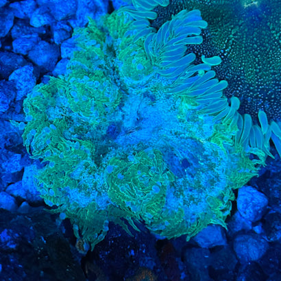 JC Ultra Rock Flower Anemone