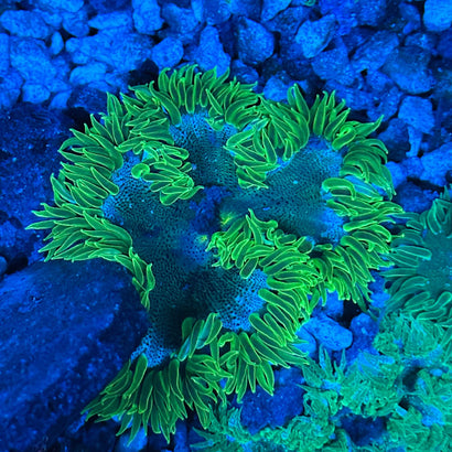 JC Ultra Rock Flower Anemone