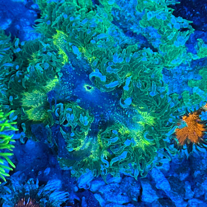 JC Ultra Rock Flower Anemone