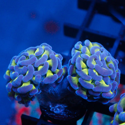 JC Bright Lights (2 Heads)