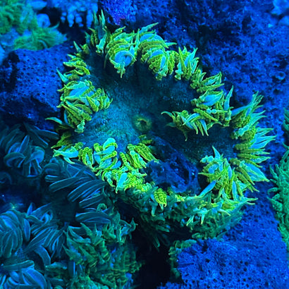 JC Ultra Rock Flower Anemone