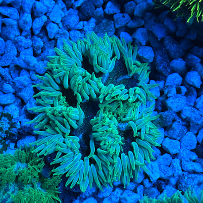 JC Ultra Rock Flower Anemone