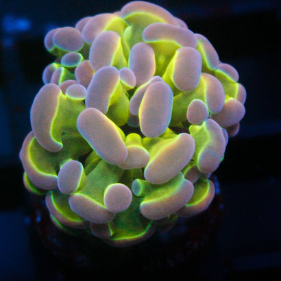 JC Ultra Hologram Hammer