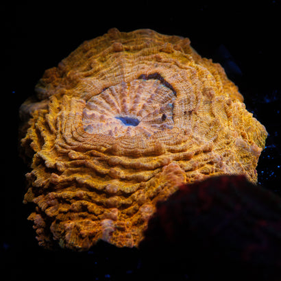 JC Ultra Acanthophyllia