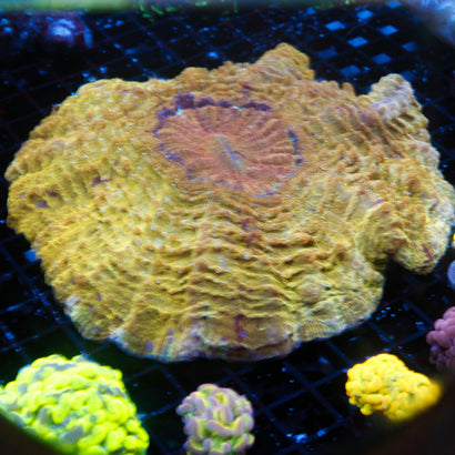 JC Ultra Acanthophyllia