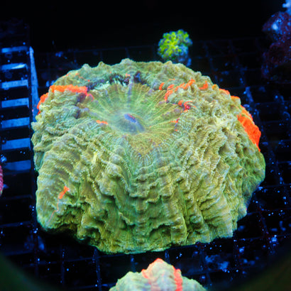 JC Bleeding Apple Acanthophyllia