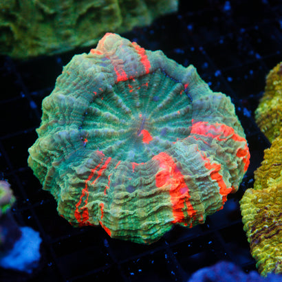 JC Bleeding Apple Acanthophyllia