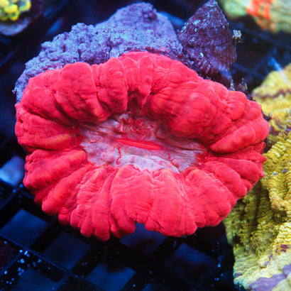 JC Red Acanthophyllia