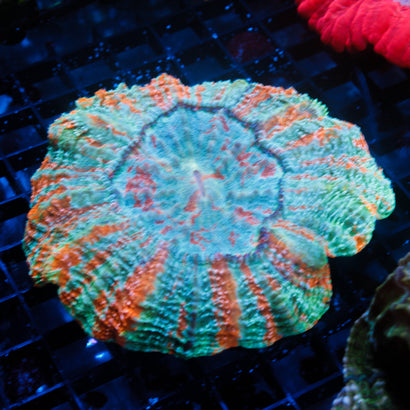 JC Bleeding Apple Acanthophyllia