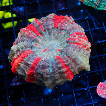 JC Warpaint Acanthophyllia