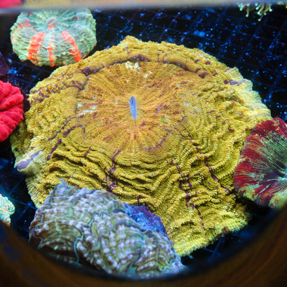 JC Ultra Acanthophyllia