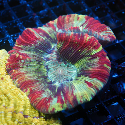 JC Ultra Rainbow Trachy