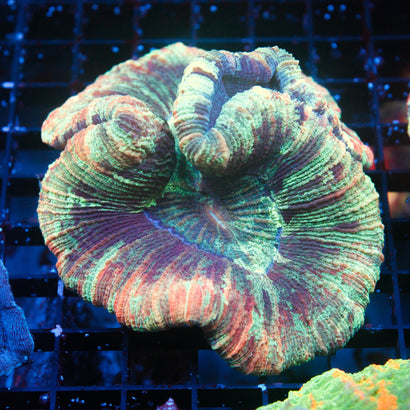 JC Ultra Rainbow Trachy