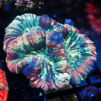 JC Ultra Rainbow Trachy