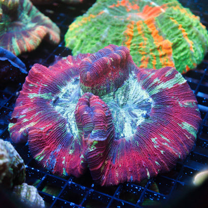 JC Ultra Rainbow Trachy