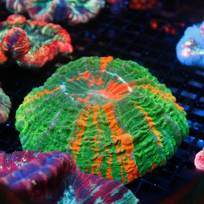 JC Bleeding Apple Acanthophyllia