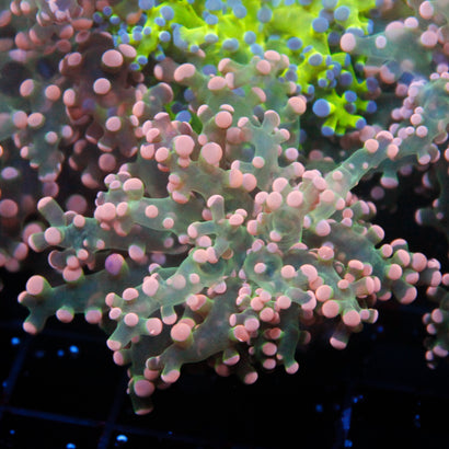 JC Green Pink Tip