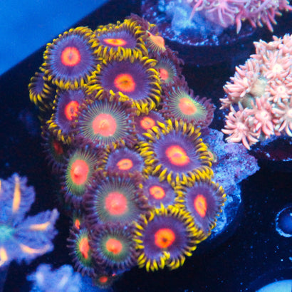 JC Zoa Frag