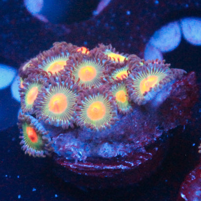 JC Zoa Frag