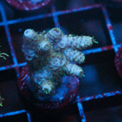 JC New Thing