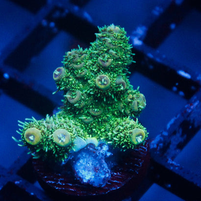 JC Whacky Watermelon