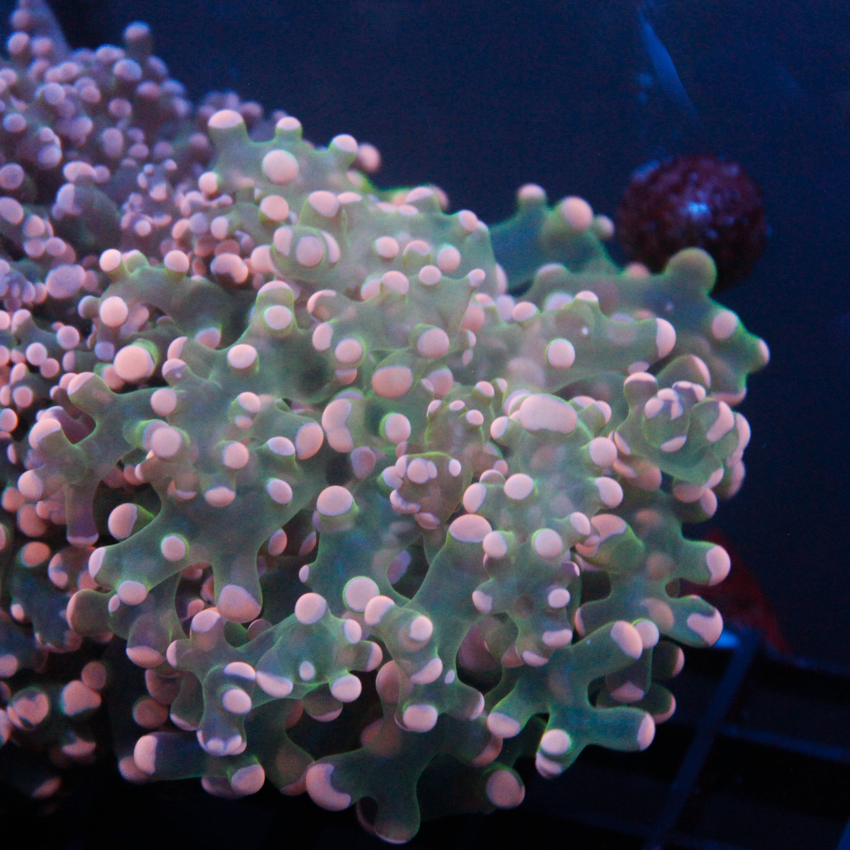 JC Pink Tip Octo