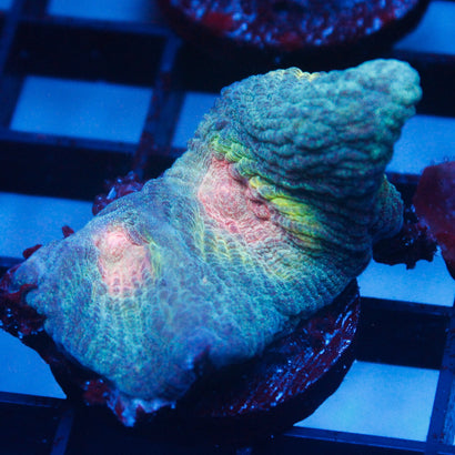 JC Space Invaders Pectinia