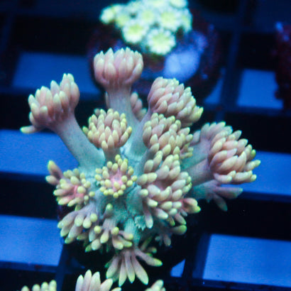 JC New Spring