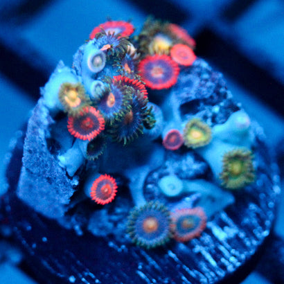 JC Peach Blaze Zoanthid Mix