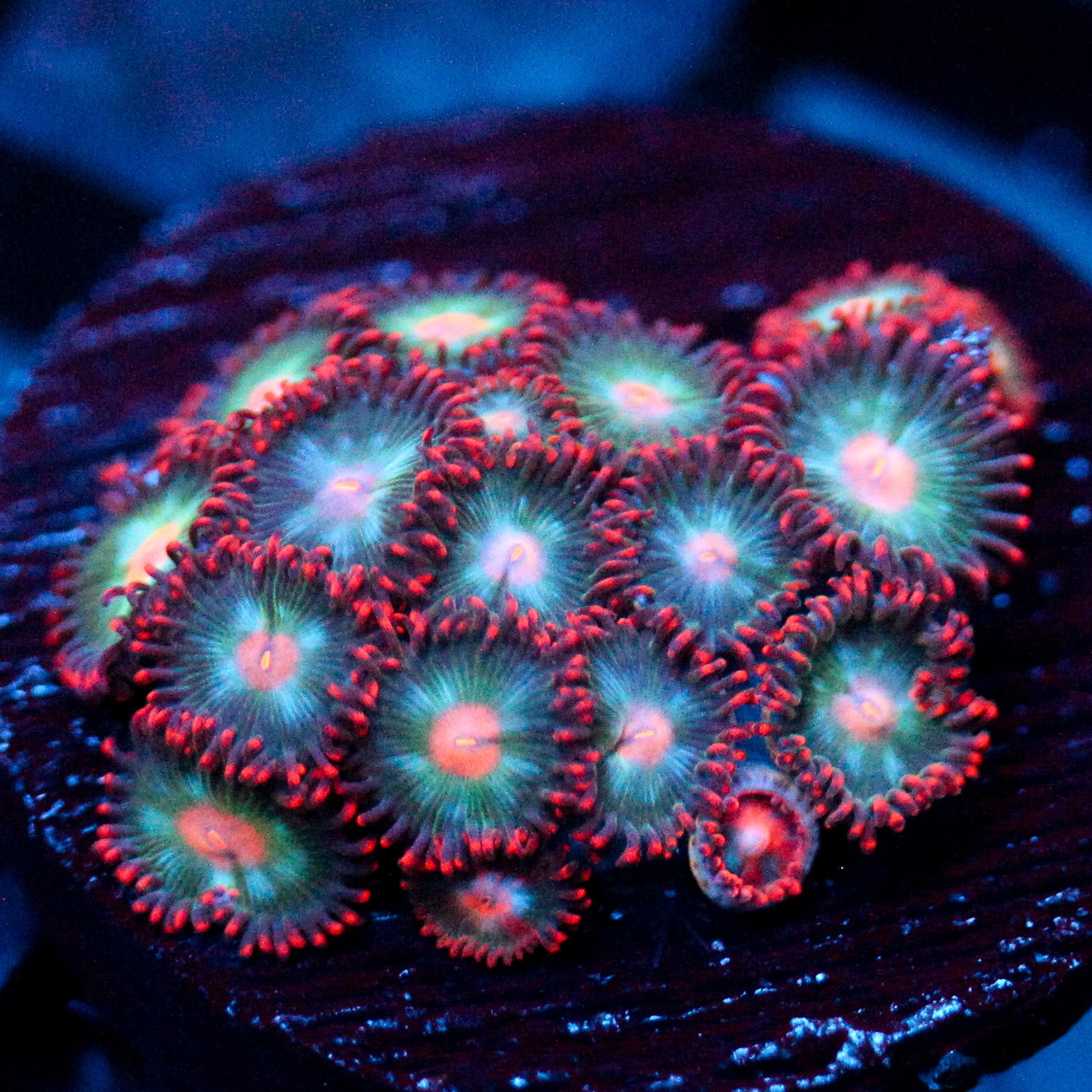 JC Nova Zoanthid