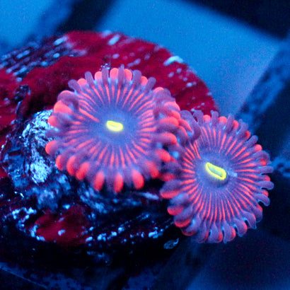 JC Purple People Eater Zoanthid