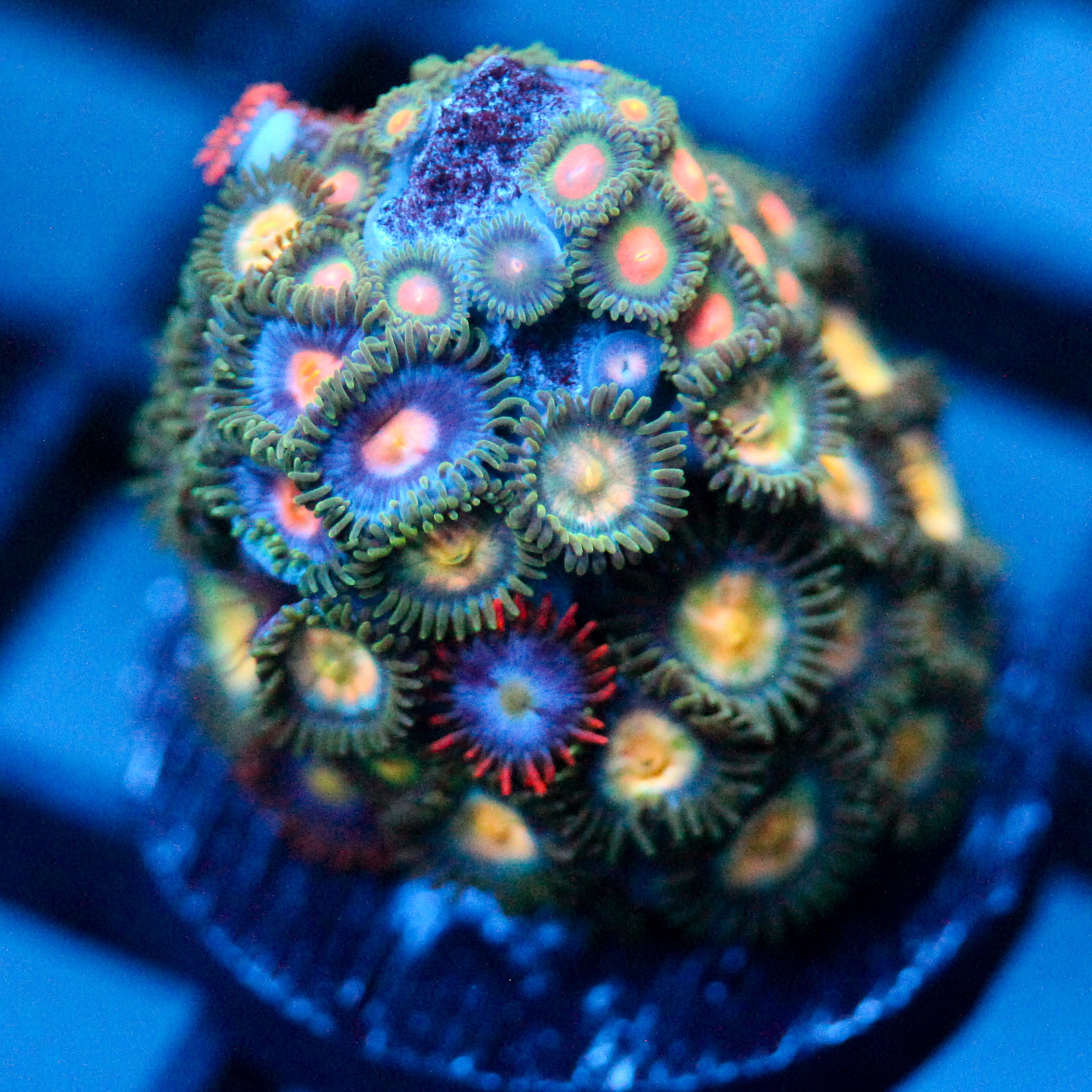 JC Earthly Zoanthids Mix