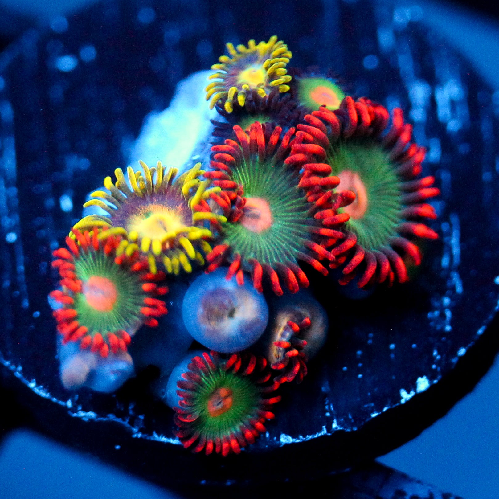 JC Gatorade Zoanthids Mix