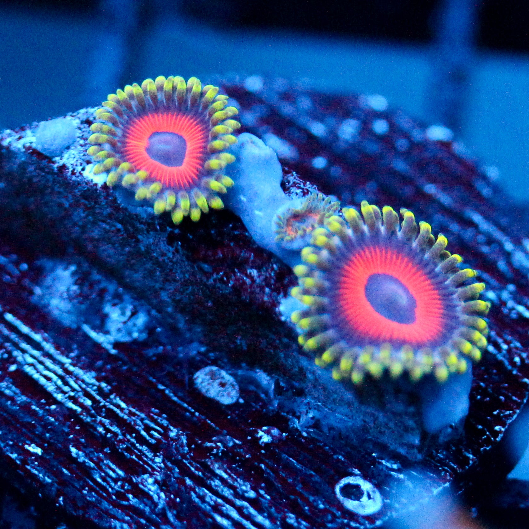 JC Empire Zoanthid